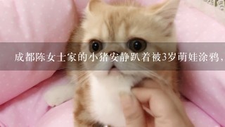 成都陈女士家的小猪安静趴着被3岁萌娃涂鸦，养宠物