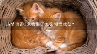 造梦西游3宠物猴子怎么领悟献祭？