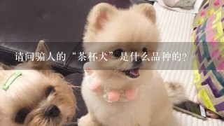 请问骗人的“茶杯犬”是什么品种的？