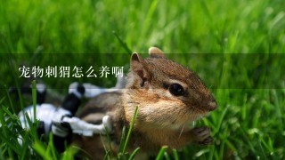 宠物刺猬怎么养啊