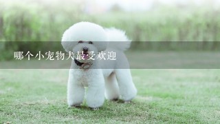 哪个小宠物犬最受欢迎