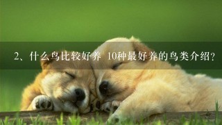 什么鸟比较好养 10种最好养的鸟类介绍？