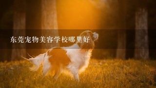 东莞宠物美容学校哪里好