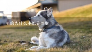 男的为什么不能养母猴