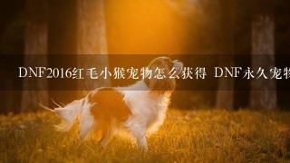 DNF2016红毛小猴宠物怎么获得 DNF永久宠物红毛小猴要多少香蕉