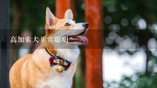 高加索犬非常聪明