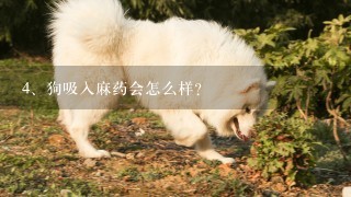 狗吸入麻药会怎么样?