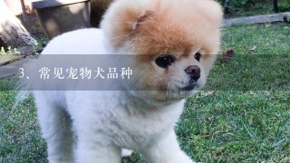 常见宠物犬品种