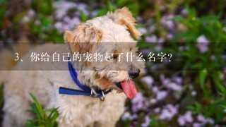 你给自己的宠物起了什么名字？