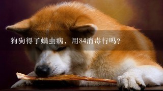 狗狗得了螨虫病，用84消毒行吗？