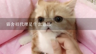 猫舍招代理是什么意思