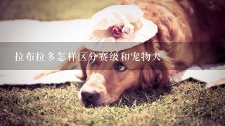 拉布拉多怎样区分赛级和宠物犬