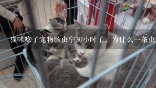 猫咪吃了宠物肠虫宁30小时了，为什么一条虫都不出来