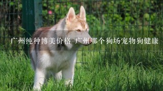 广州纯种博美价格 广州哪个狗场宠物狗健康