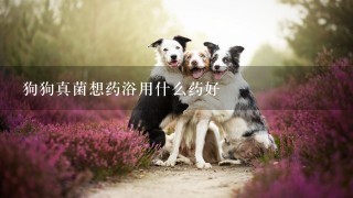 狗狗真菌想药浴用什么药好