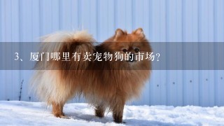 厦门哪里有卖宠物狗的市场？