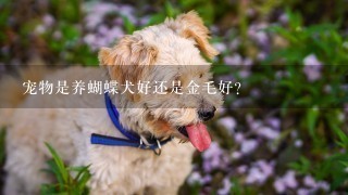 宠物是养蝴蝶犬好还是金毛好?