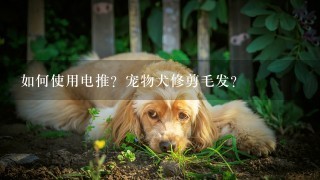 如何使用电推？宠物犬修剪毛发？