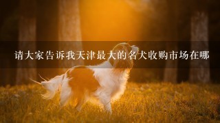 请大家告诉我天津最大的名犬收购市场在哪