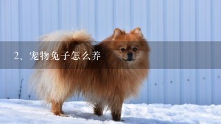 宠物兔子怎么养