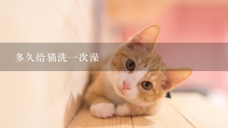 多久给猫洗一次澡