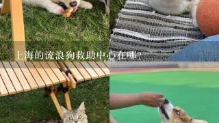 上海的流浪狗救助中心在哪？