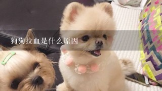 狗狗拉血是什么原因