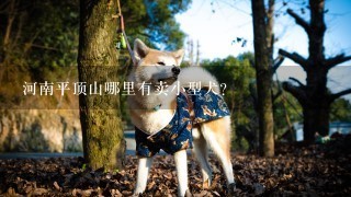 河南平顶山哪里有卖小型犬？