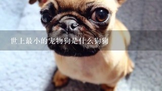 世上最小的宠物狗是什么狗狗