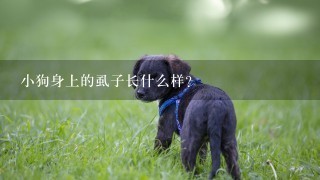 小狗身上的虱子长什么样？