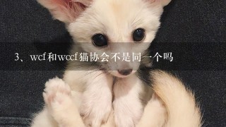 wcf和wccf猫协会不是同一个吗