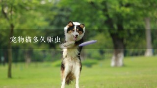 宠物猫多久驱虫