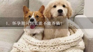 怀孕期间到底能不能养猫？