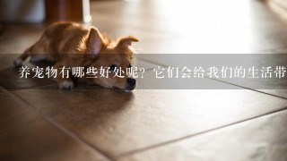 养宠物有哪些好处呢？它们会给我们的生活带来哪些温