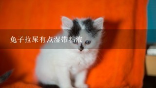 兔子拉屎有点湿带粘液