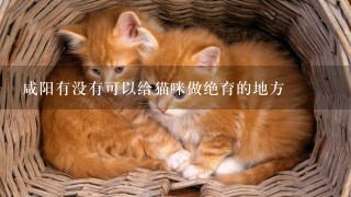 咸阳有没有可以给猫咪做绝育的地方