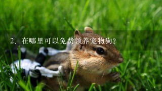 在哪里可以免费领养宠物狗？