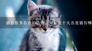 猫有很多名贵的品种，你知道十大名贵猫有哪些吗？你