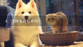 宠物龙猫好养吗？