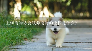 上海宠物协会领养宠物的流程是什么?