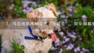 马思纯微博晒爱犬“小棉花”，娱乐圈都有哪些优秀的