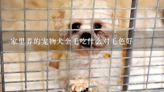 家里养的宠物犬金毛吃什么对毛色好