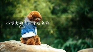 小型犬种类图片及名称