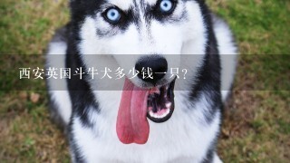 西安英国斗牛犬多少钱一只？