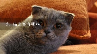 猫比赛有哪些