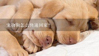 宠物狗怎么快递回家？