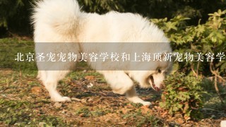 北京圣宠宠物美容学校和上海顶新宠物美容学校哪个好？