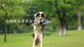 给猫咪洗澡要留下来看吗