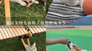 南京宠物美容师工资和提成多少