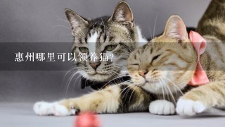 惠州哪里可以领养猫？